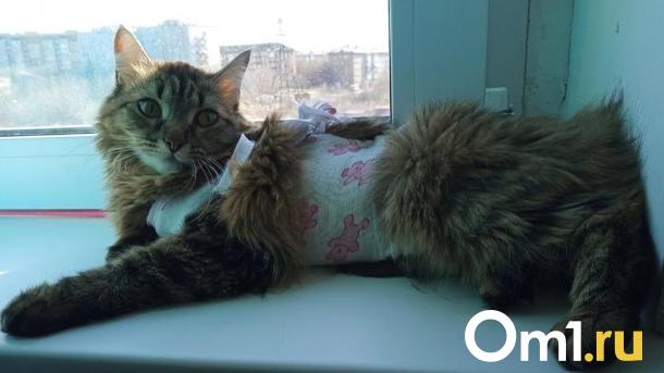 В Омске хотят ввести налоговый вычет за лечение домашних питомцев