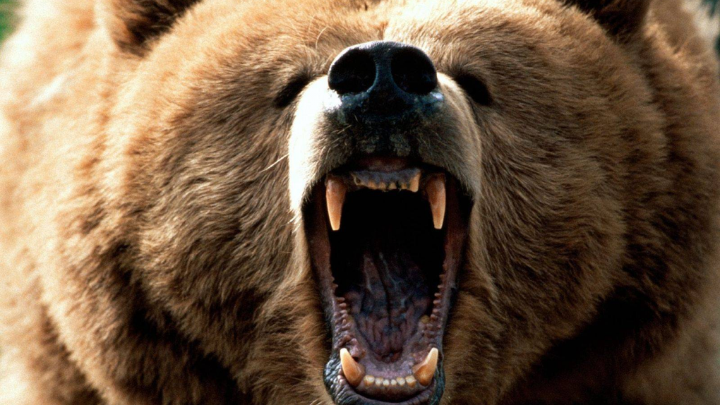 Омич может получить два года колонии за убийство медведя