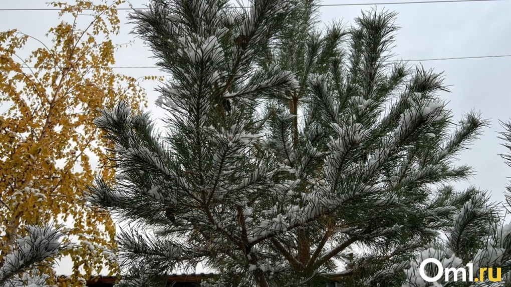 В Омске потеплеет до +1. Последние дни новогодних каникул будут снежными