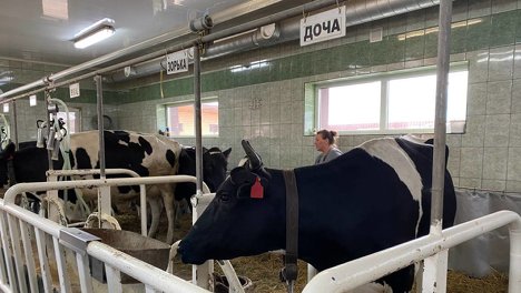 Более 2200 тонн молока: новосибирские коровы обогнали по суточным надоям всех в Сибири и за Уралом