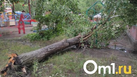В Омске из-за урагана дерево упало прямо на игровую площадку детского сада