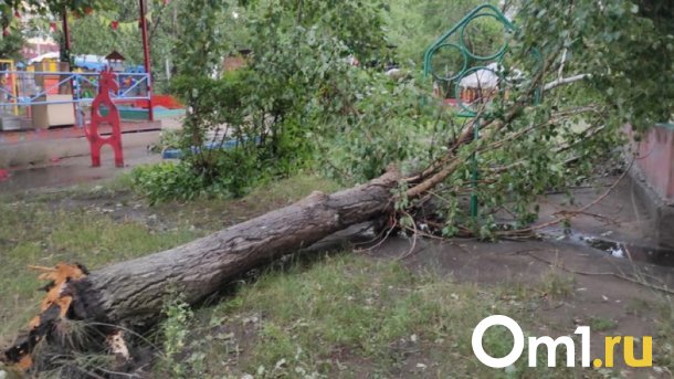 В Омске из-за урагана дерево упало прямо на игровую площадку детского сада