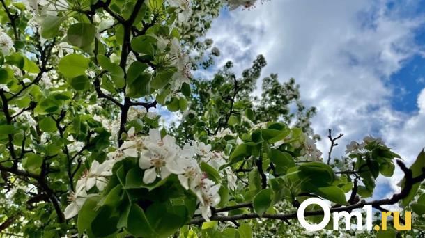Гидрометцентр спрогнозировал аномально тёплый май в Омской области