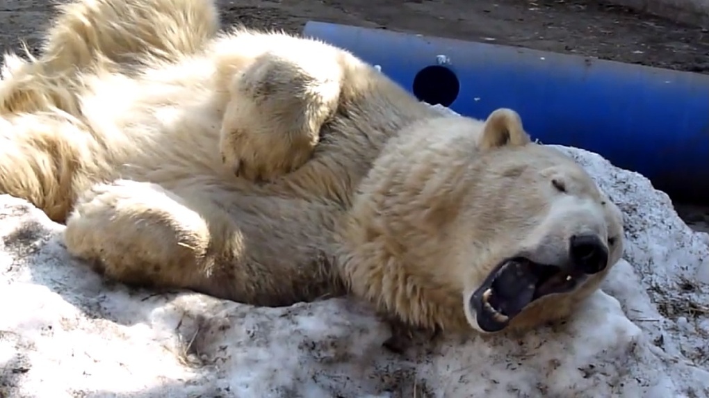 В Большереченский зоопарк приехала белая медведица