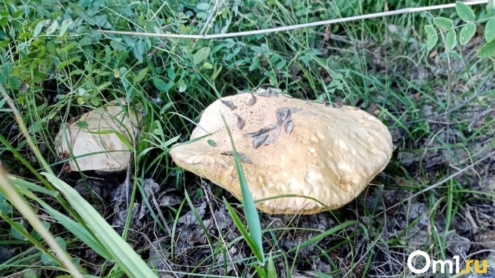 Омские грибники рассказывают о неслыханном урожае, который принесла недавняя непогода — СЕКРЕТНЫЕ МЕСТА
