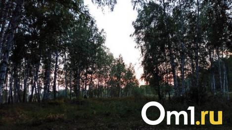 Новосибирский парк оцепили из-за гуляющего медведя