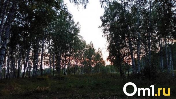Новосибирский парк оцепили из-за гуляющего медведя