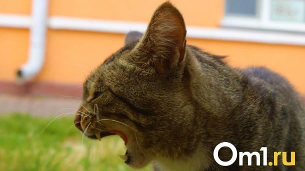 Зачем кот смотрит в стену? Ветеринар объяснила странности в поведении питомцев