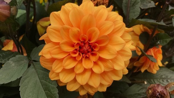 В Новосибирске на городских клумбах высадят более 315 тысяч растений