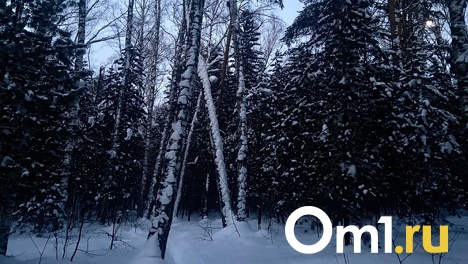 Выходные в Новосибирске пройдут без температурных перепадов