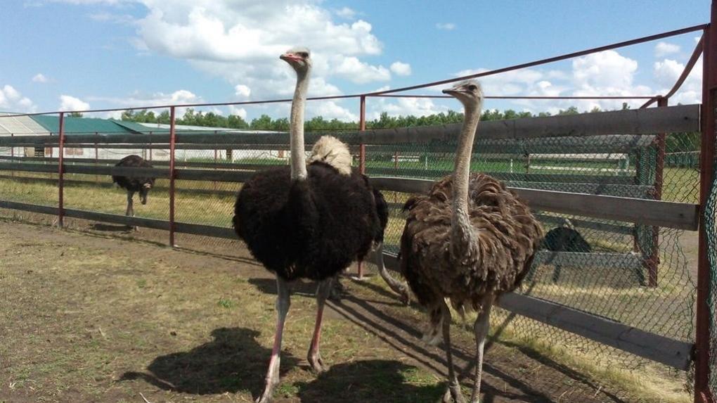 Омская страусиная ферма сообщила об открытии сезона