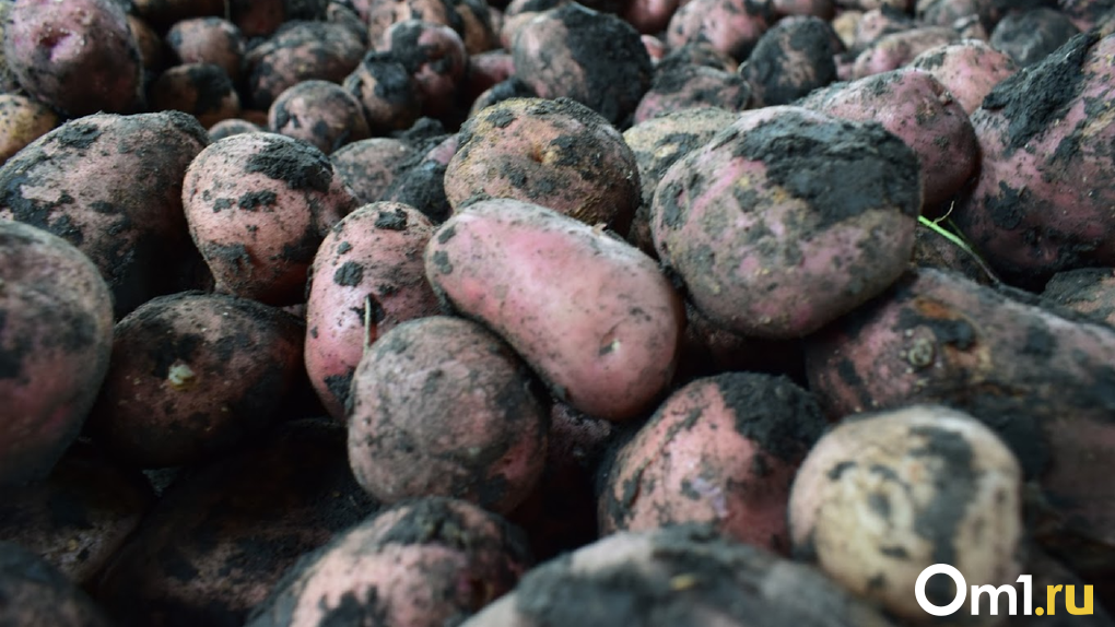 Агроном из Новосибирска назвала сроки посадки картофеля в регионе в 2023 году