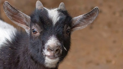 Блеяние слышно на всю округу: необычных мини-коз показали в Новосибирском зоопарке. ВИДЕО