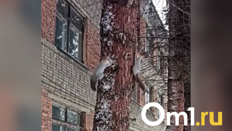 Омичи заметили милых белочек, которые радуются выпавшему снегу