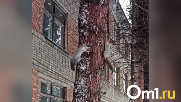 Омичи заметили милых белочек, которые радуются выпавшему снегу
