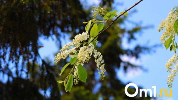 100 000 саженцев кедра раздадут жителям Новосибирской области