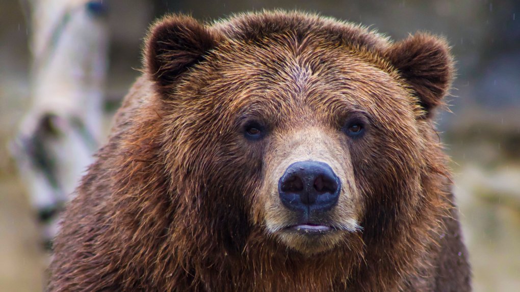 Омичи сообщили о медведе вблизи детского лагеря «Шторм»