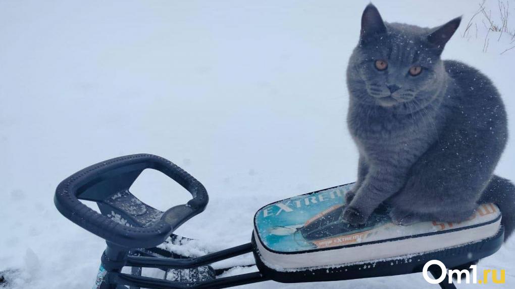 Омичей ждёт облачная, но тёплая неделя