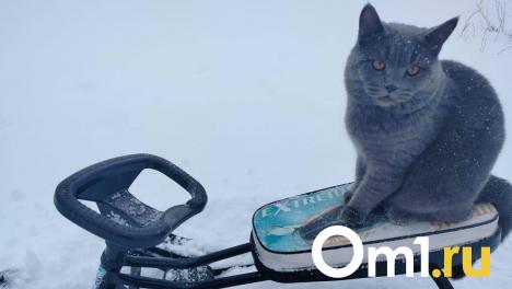 Омичей ждёт облачная, но тёплая неделя