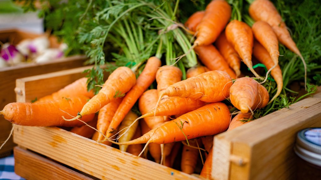 Как сеять морковь и свеклу, рассказала новосибирский агроном Шубина