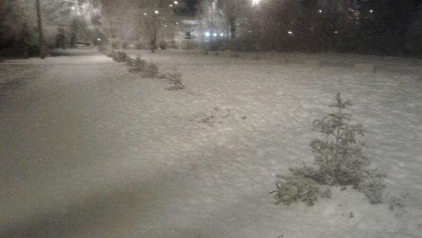 Вандалы уничтожили ёлочку на омской Аллее памяти