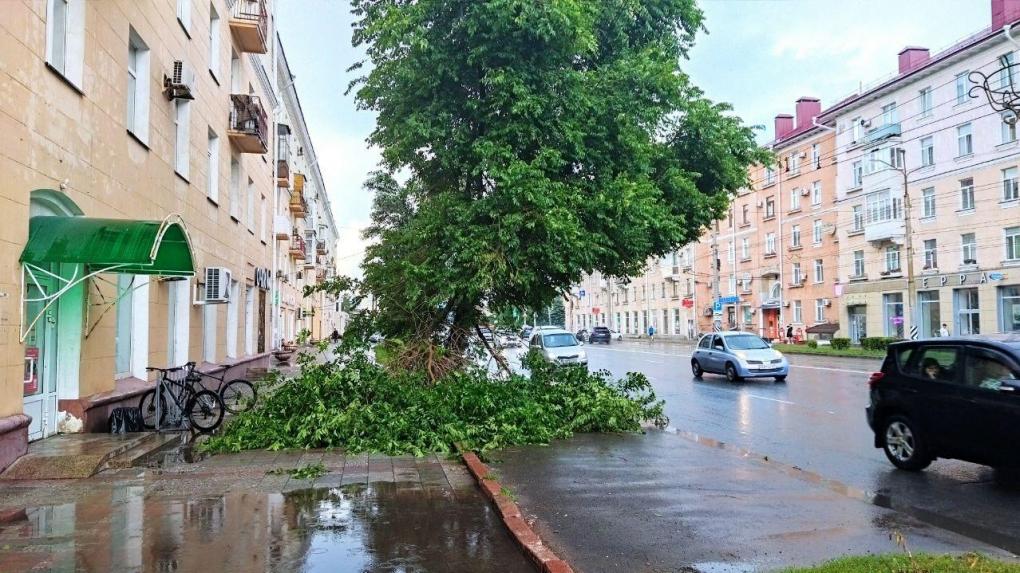 Вырваны с корнем: непогода в Омске повалила деревья и поломала ветки