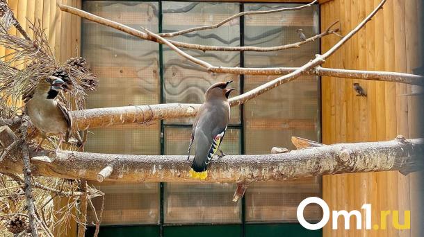 Зелёные лакомства и строгий режим: чем кормят зверей в Омском зоопарке