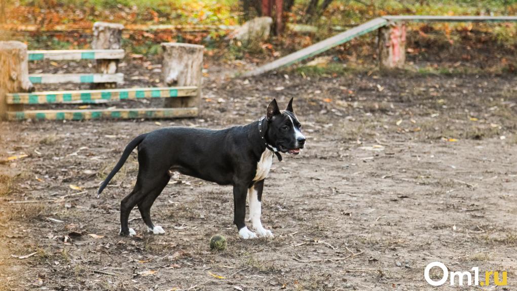Сколько в Омске собачьих площадок и что с ними не так? Разбираемся с экспертом