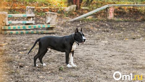Сколько в Омске собачьих площадок и что с ними не так? Разбираемся с экспертом