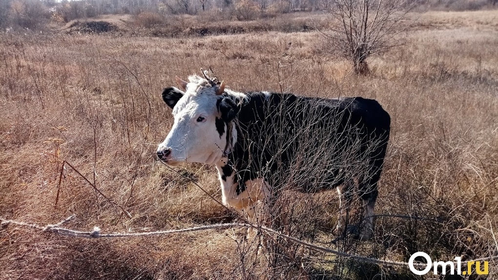 Умерли брошенные коровы в Ордынском районе Новосибирской области