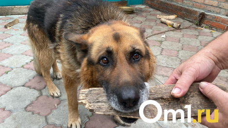 В Саргатском районе до 10 октября введён карантин по бешенству