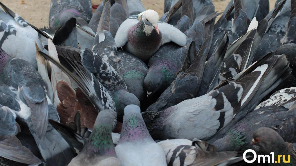 Омич терроризирует соседей с помощью стаи голубей