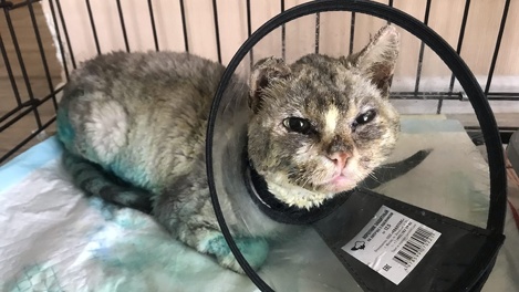 От кота Васьки, спасённого на пожаре в Называевске, отказалась новая хозяйка