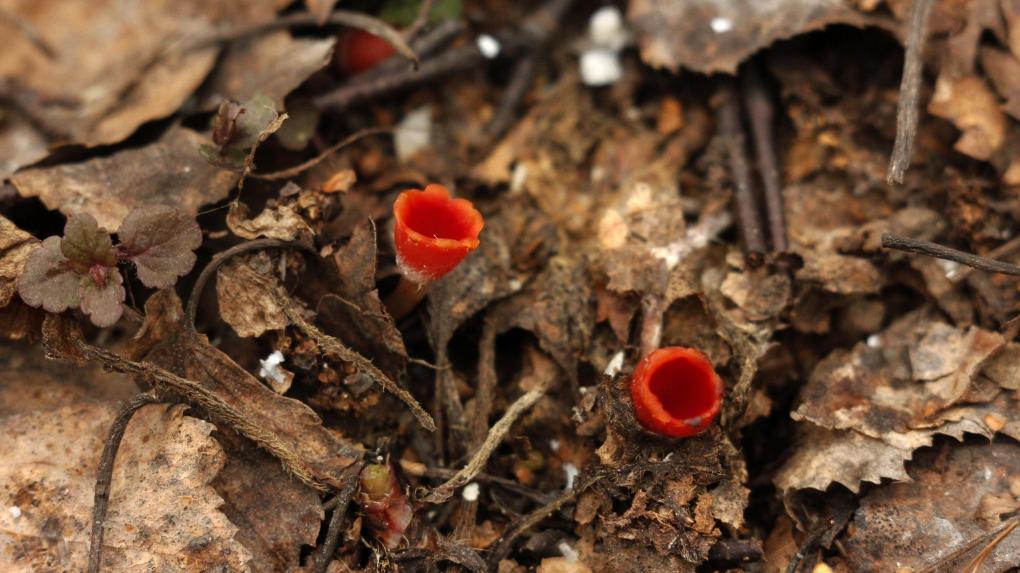 В новосибирском лесу найден необычный гриб-цветок