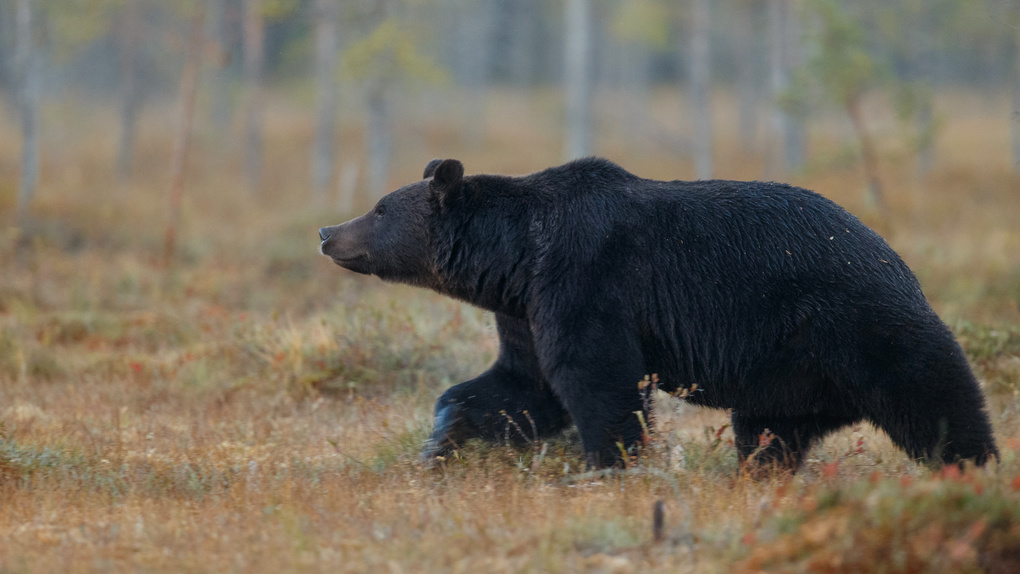 Опасного медведя-гиганта не нашли под Новосибирском