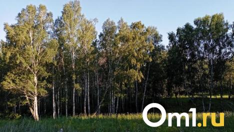 Выносят вёдрами: омичи назвали места, где начали расти опята