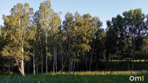 Выносят вёдрами: омичи назвали места, где начали расти опята