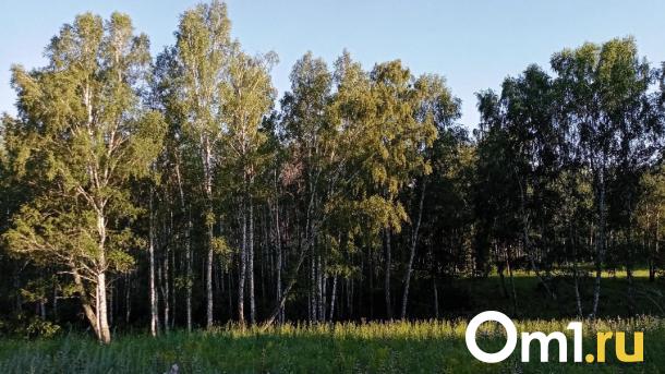 Выносят вёдрами: омичи назвали места, где начали расти опята