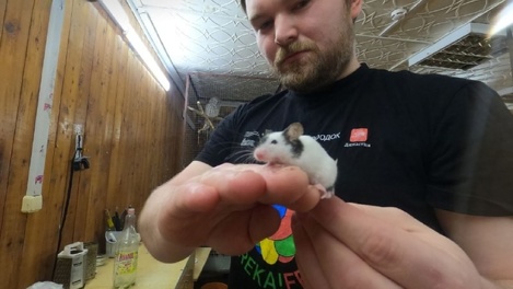 Змея с ногами и сова из Гарри Поттера: новосибирец создал мини-зоопарк для детей. ФОТО