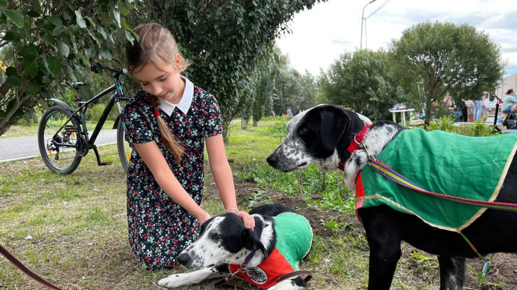 Омская школьница шьёт брошки, чтобы помогать бездомным животным