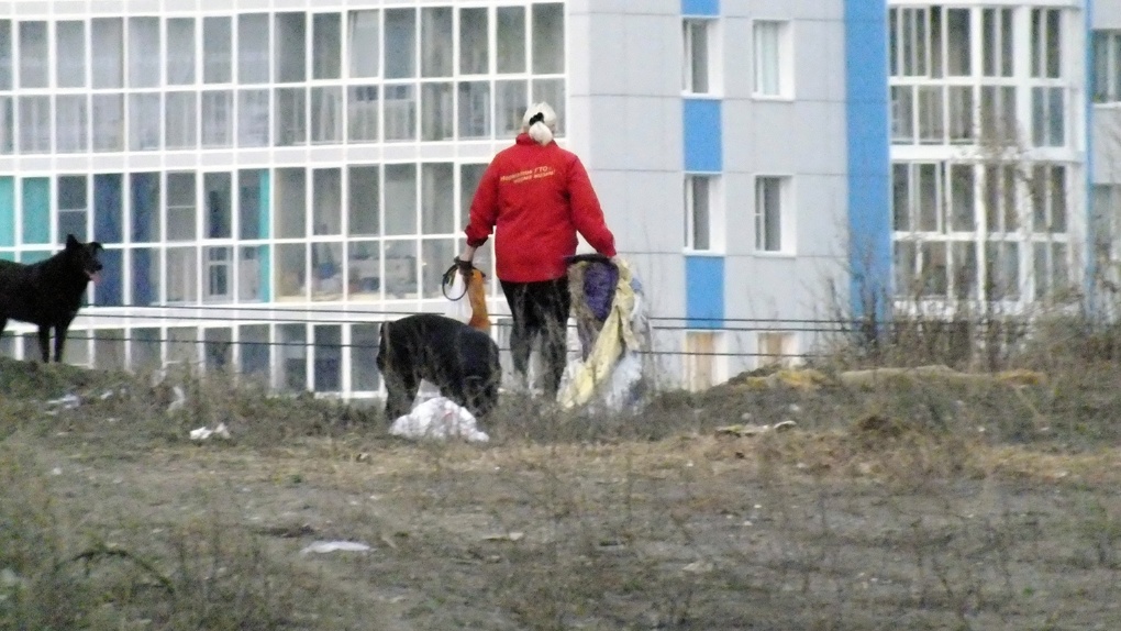 Стая бездомных собак год терроризирует новосибирцев в трёх жилмассивах. ВИДЕО