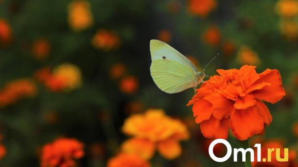 Синоптики спрогнозировали раннее наступление лета в Омской области