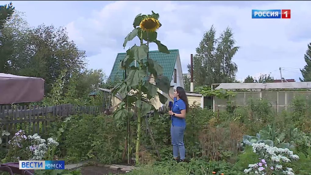 Семья в Омской области вырастила пятиметровый подсолнух-гигант