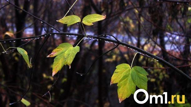 В омских лесах обнаружили вредителей и опасные болезни