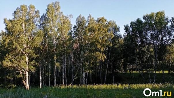Омичам запрещено посещать леса до конца июня