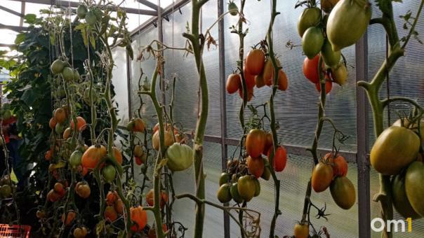 Цены на овощи, зерно и курицу могут вырасти в Новосибирске