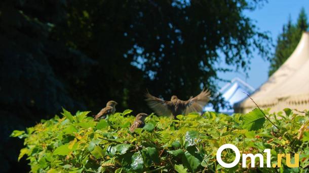 Ко Дню Победы в Омск придёт резкое потепление