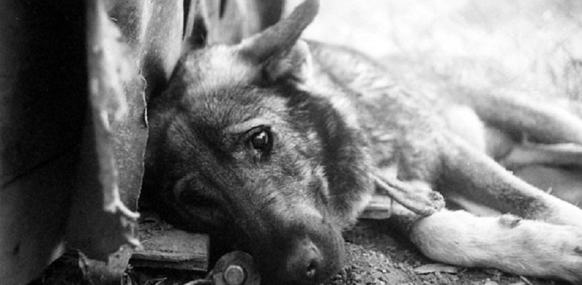 В Омске догхантеры забили до смерти двух бездомных собак