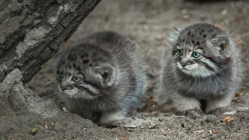 Пять котят манулов в Новосибирском зоопарке начали выходить на прогулки