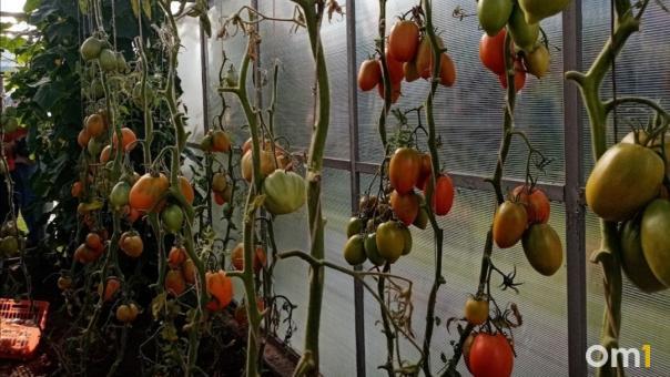 Новосибирцам рассказали, как сделать домашние заготовки максимально полезными